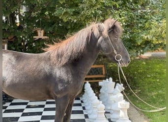 Islandshäst, Sto, 6 år, 132 cm, Svart