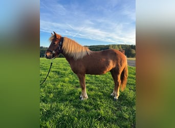 Islandshäst, Sto, 6 år, 134 cm, fux
