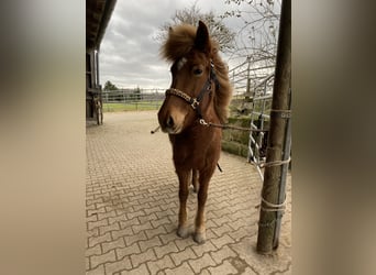 Islandshäst, Sto, 6 år, 134 cm, fux