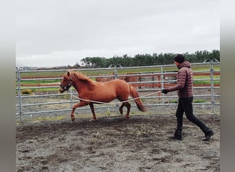 Islandshäst, Sto, 6 år, 137 cm, fux