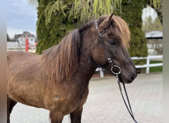 Islandshäst, Sto, 6 år, 138 cm, Svart