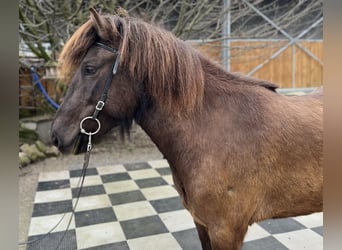 Islandshäst, Sto, 6 år, 138 cm, Svart