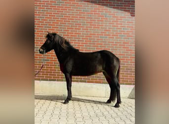 Islandshäst, Sto, 6 år, 139 cm, Brun