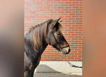 Islandshäst, Sto, 6 år, 139 cm, Brun