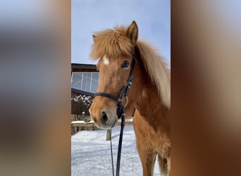 Islandshäst, Sto, 6 år, 139 cm, fux