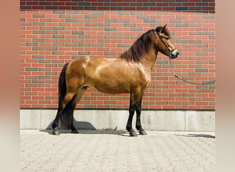 Islandshäst, Sto, 6 år, 140 cm, Brun