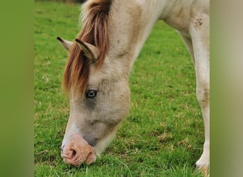 Islandshäst, Sto, 6 år, 140 cm, Pinto