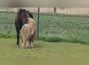 Islandshäst, Sto, 6 år, 140 cm, Rökfärgad svart