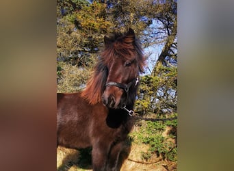 Islandshäst, Sto, 6 år, 140 cm, Rökfärgad svart