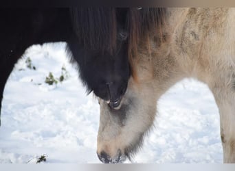 Islandshäst, Sto, 6 år, 140 cm, Tobiano-skäck-alla-färger