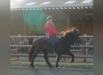 Islandshäst, Sto, 6 år, 141 cm, Svart