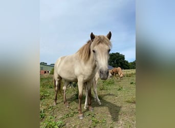 Islandshäst, Sto, 6 år, 144 cm