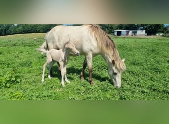 Islandshäst, Sto, 6 år, 144 cm