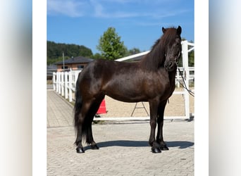 Islandshäst, Sto, 6 år, 144 cm, Svart
