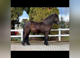 Islandshäst, Sto, 6 år, 144 cm, Svart