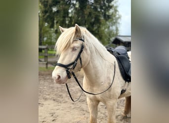 Islandshäst, Sto, 6 år, 145 cm, Cremello