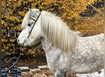 Islandshäst, Sto, 6 år, 146 cm, Kan vara vit