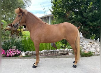 Islandshäst, Sto, 6 år, 147 cm, fux