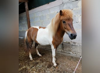 Islandshäst, Sto, 7 år, 134 cm, Pinto