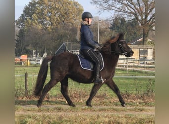 Islandshäst, Sto, 7 år, 136 cm, Svart