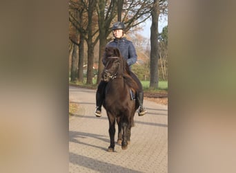 Islandshäst, Sto, 7 år, 136 cm, Svart