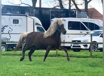 Islandshäst, Sto, 7 år, 138 cm