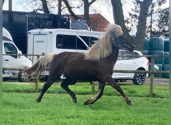 Islandshäst, Sto, 7 år, 138 cm