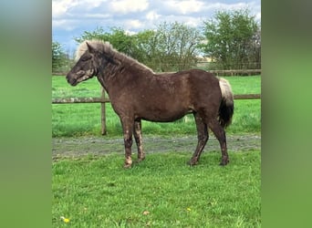Islandshäst, Sto, 7 år, 138 cm