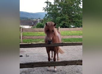 Islandshäst, Sto, 7 år, 138 cm, fux