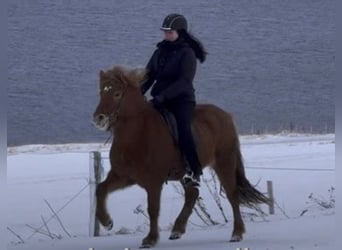 Islandshäst, Sto, 7 år, 139 cm, fux