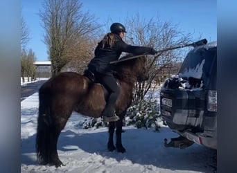 Islandshäst, Sto, 7 år, 139 cm, Svart