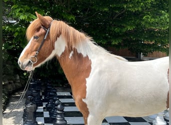 Islandshäst, Sto, 7 år, 140 cm, Pinto