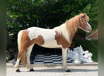 Islandshäst, Sto, 7 år, 140 cm, Pinto