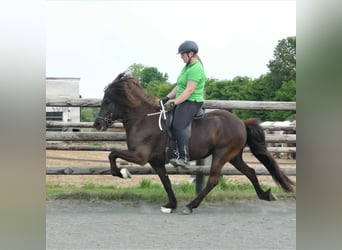 Islandshäst, Sto, 7 år, 140 cm, Svart
