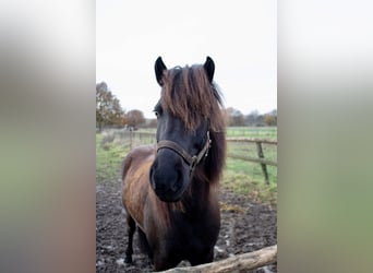 Islandshäst, Sto, 7 år, 143 cm, Rökfärgad svart
