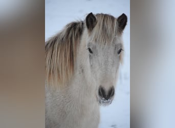 Islandshäst, Sto, 7 år, 144 cm