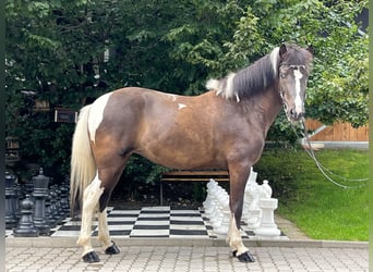 Islandshäst, Sto, 7 år, 145 cm, Pinto