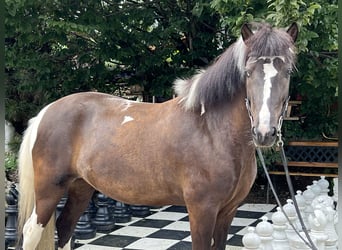 Islandshäst, Sto, 7 år, 145 cm, Pinto