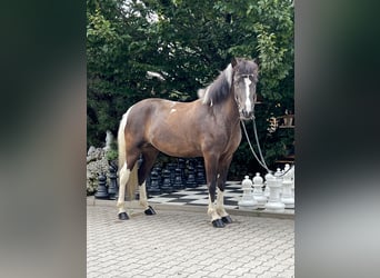 Islandshäst, Sto, 7 år, 145 cm, Pinto
