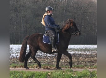 Islandshäst, Sto, 8 år, 136 cm, Svart
