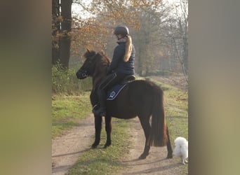 Islandshäst, Sto, 8 år, 136 cm, Svart