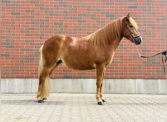 Islandshäst, Sto, 8 år, 138 cm, fux