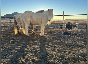 Islandshäst, Sto, 8 år, 140 cm, Vit