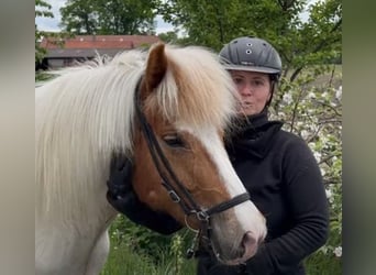 Islandshäst, Sto, 8 år, 142 cm, Pinto