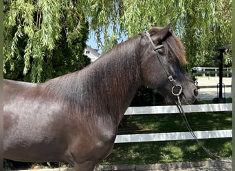 Islandshäst, Sto, 8 år, 143 cm, Svart