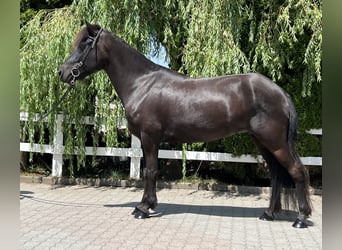 Islandshäst, Sto, 8 år, 143 cm, Svart