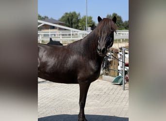 Islandshäst, Sto, 8 år, 143 cm, Svart
