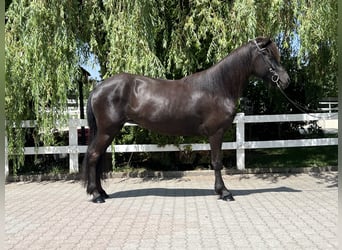 Islandshäst, Sto, 8 år, 143 cm, Svart