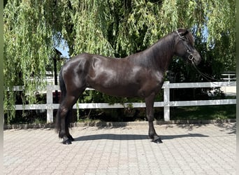 Islandshäst, Sto, 8 år, 143 cm, Svart