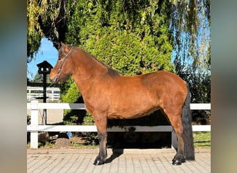 Islandshäst, Sto, 8 år, 144 cm, Brun